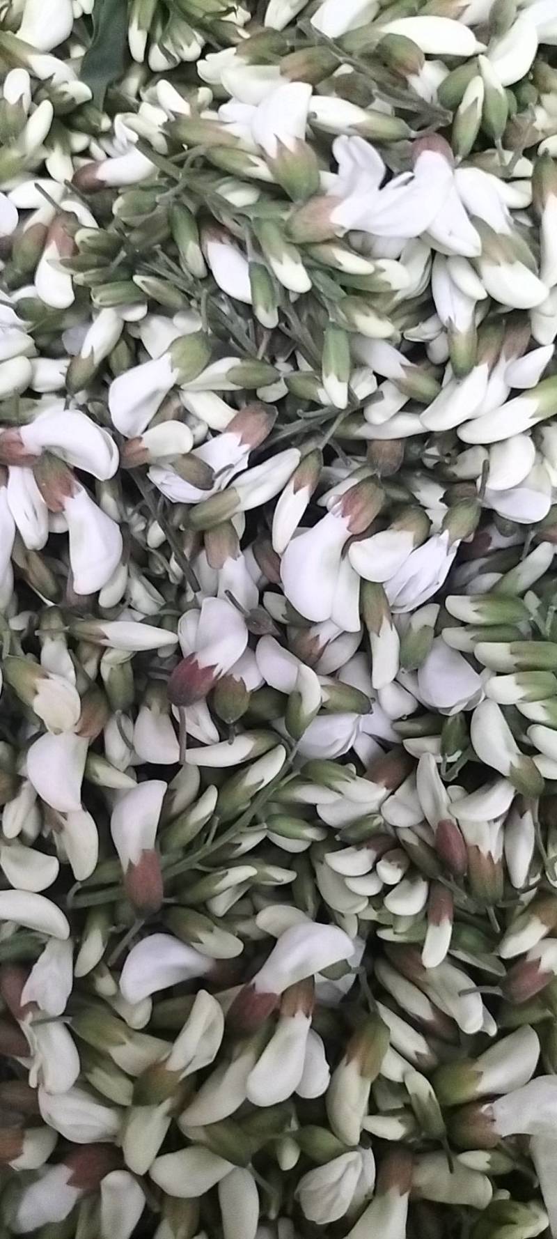 洋槐花，日产3万斤，现摘现发，加冰保鲜，冷藏车发货