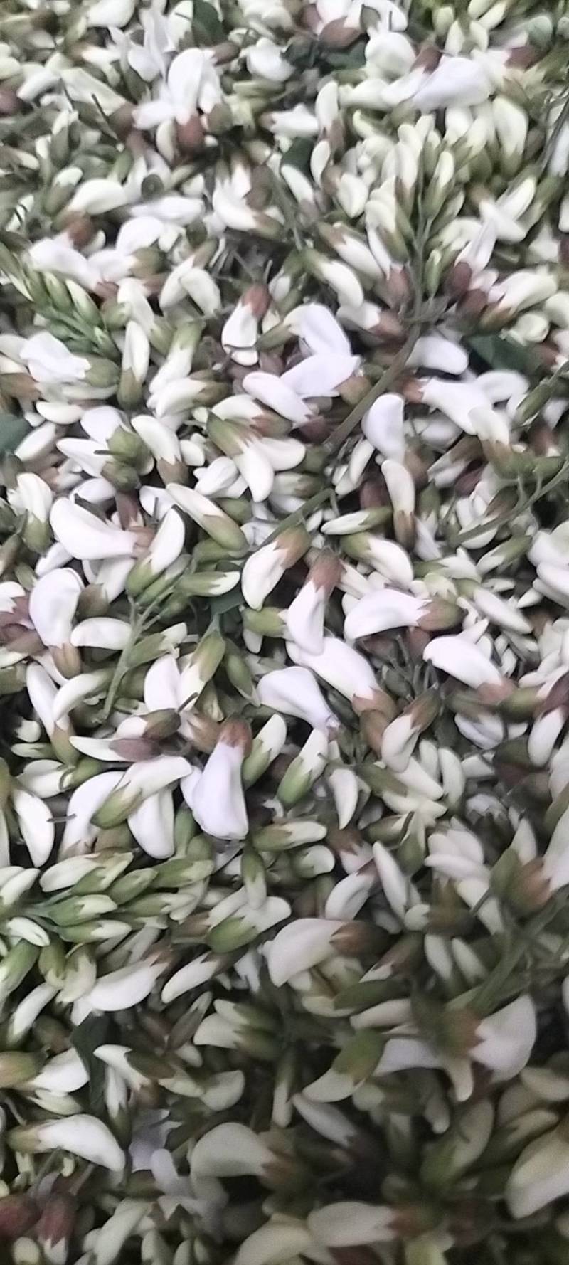 洋槐花，日产3万斤，现摘现发，加冰保鲜，冷藏车发货