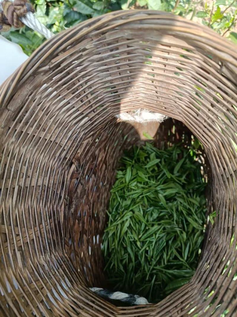 黄山中期毛峰，每天大量供应，每天报价，保证质量，7日无理