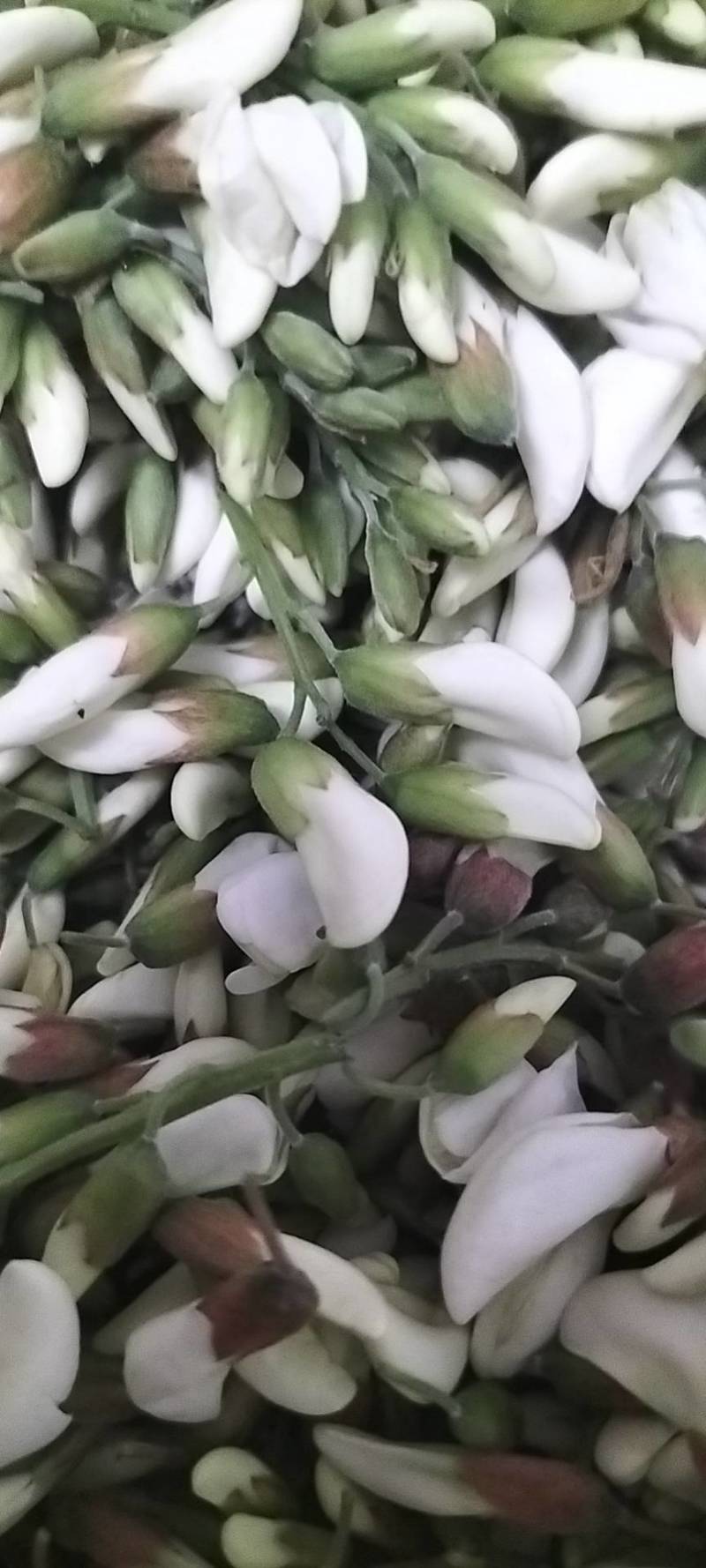 速冻洋槐花，冷冻鲜洋槐花，保证质量冷藏车发货