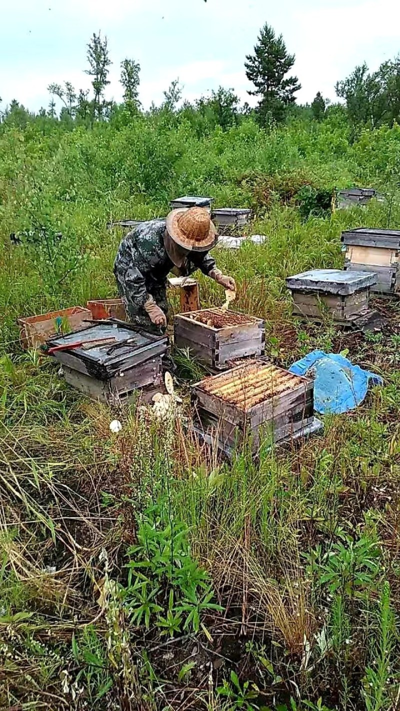 【蜂王浆】无污染零添加蜂王浆纯正甜度浓厚