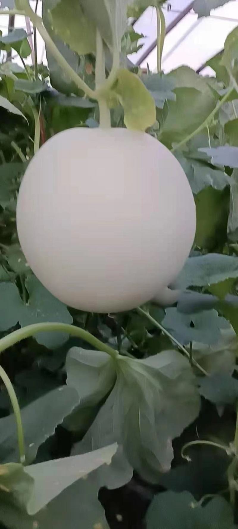 玉姑甜瓜，冰清玉姑，产地一手货源，商超，市场，电商微商