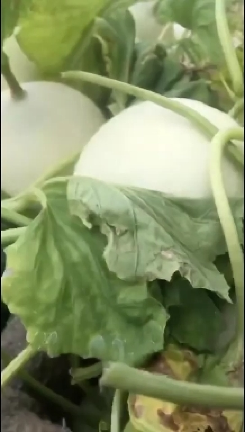 玉姑甜瓜，冰清玉姑，产地一手货源，商超，市场，电商微商