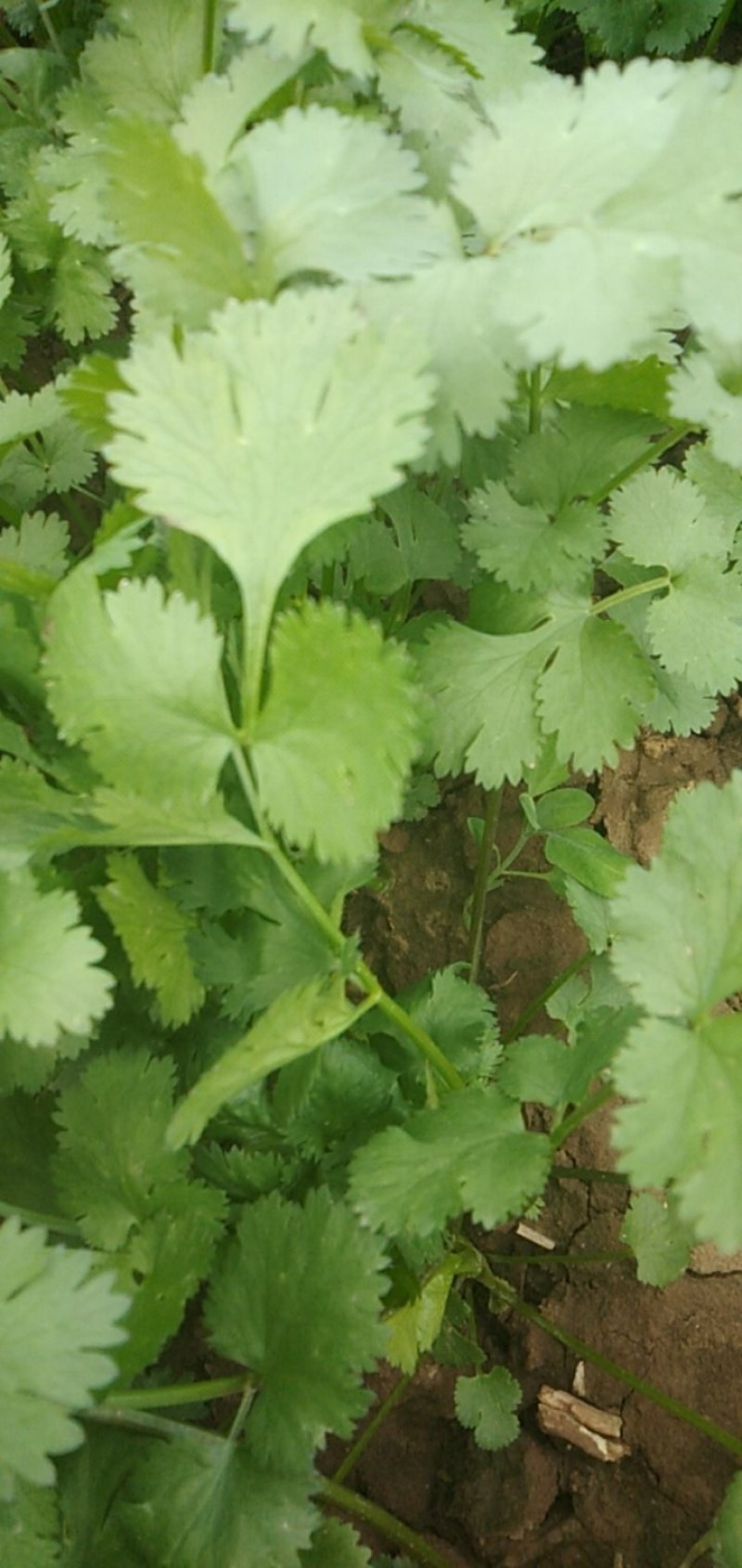 大叶香菜