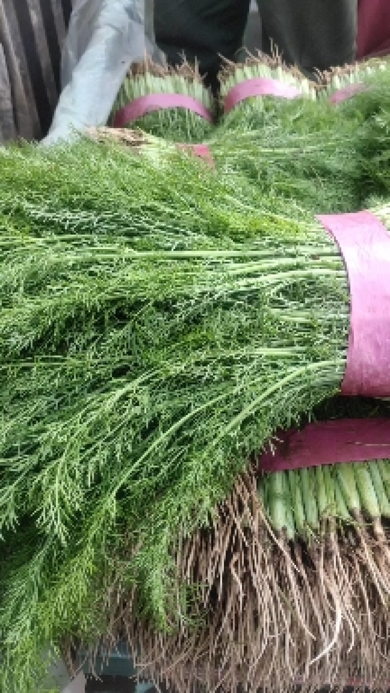 茴香苗，邯郸蔬菜基地各种蔬菜量大从优！！！！