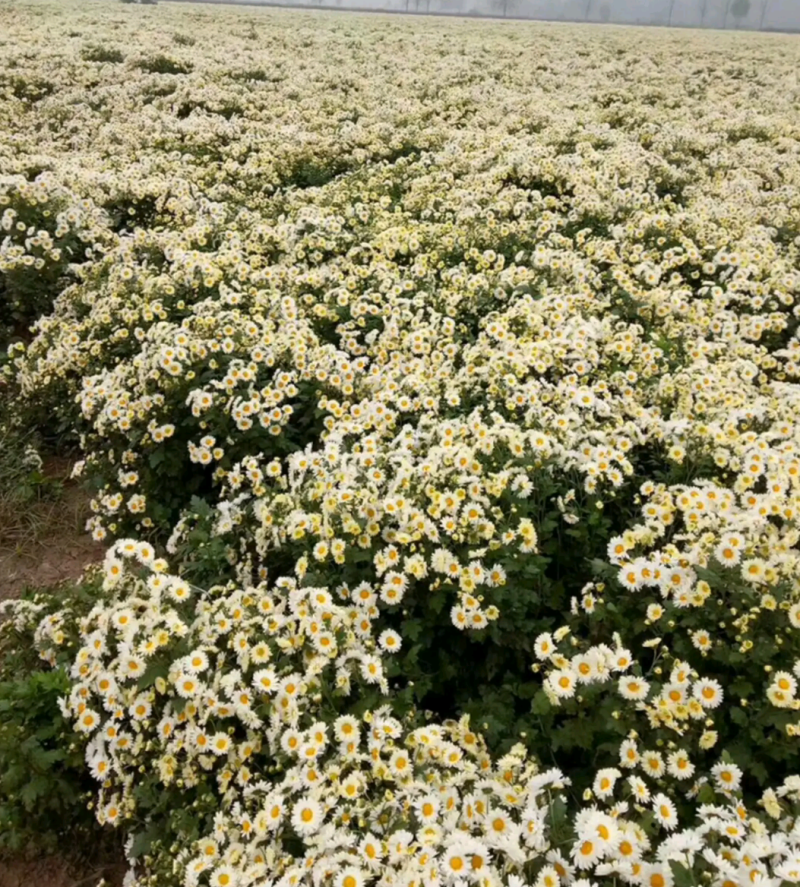 一手货源供应各种菊花苗：北京金丝皇菊婺源贡菊