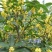 桂花树苗桂花苗盆栽室内外庭院花卉绿植金桂丹桂沉香桂四季桂