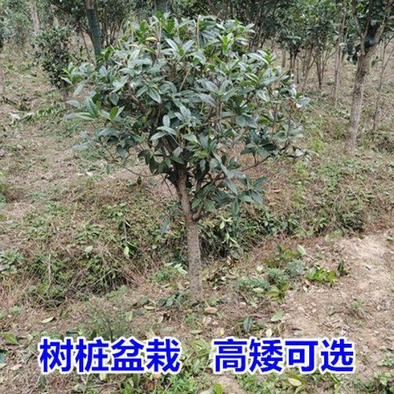 桂花树苗桂花苗盆栽室内外庭院花卉绿植金桂丹桂沉香桂四季桂