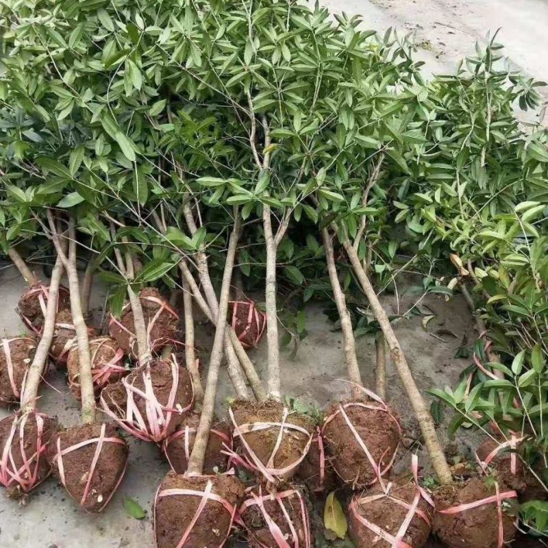 桂花树苗桂花苗盆栽室内外庭院花卉绿植金桂丹桂沉香桂四季桂