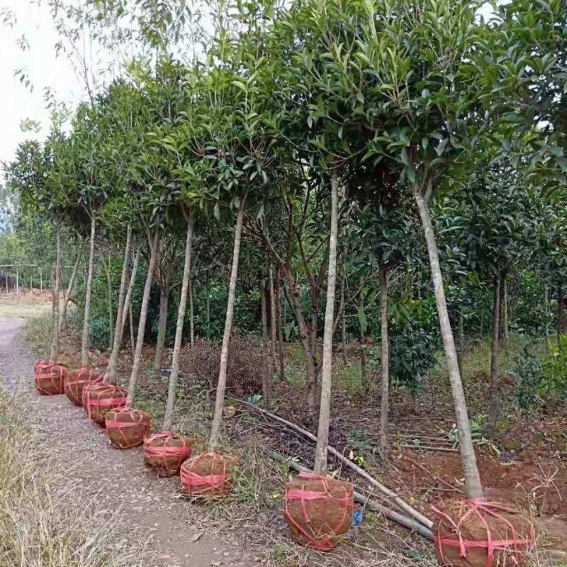 桂花树苗桂花苗盆栽室内外庭院花卉绿植金桂丹桂沉香桂四季桂
