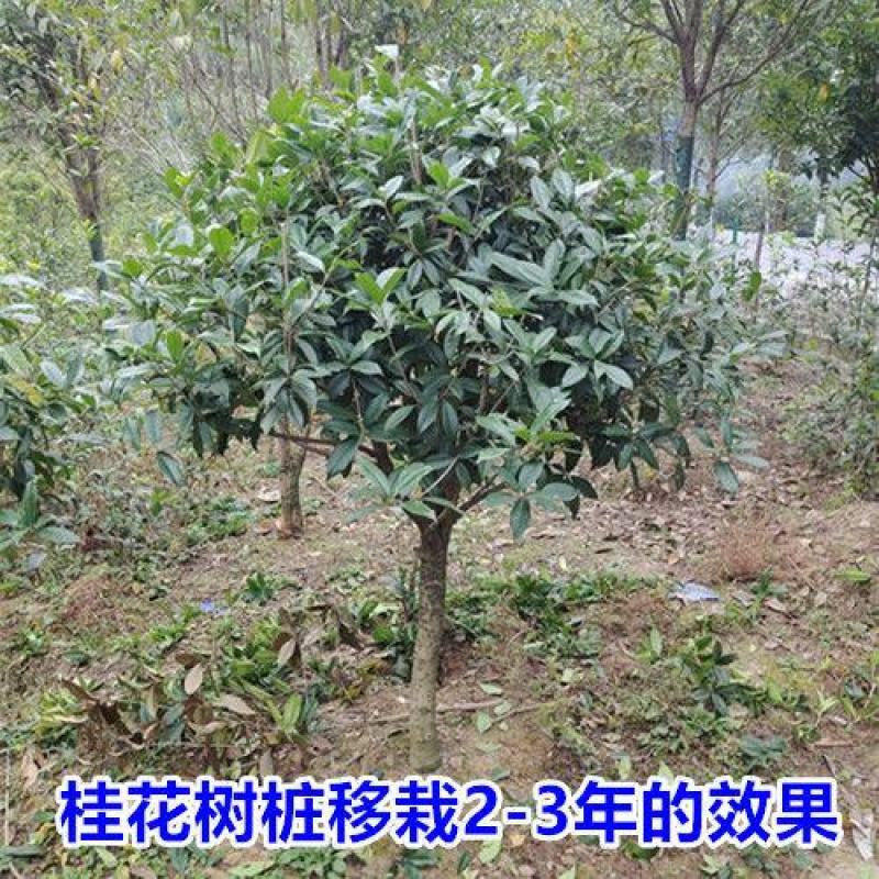 桂花树苗桂花苗盆栽室内外庭院花卉绿植金桂丹桂沉香桂四季桂