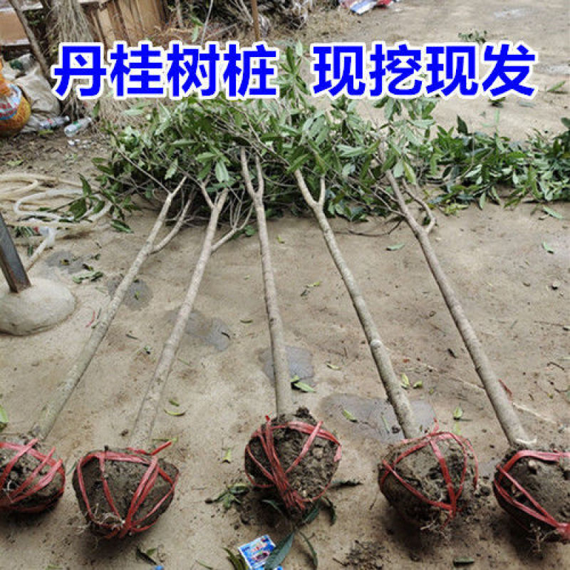 桂花树苗桂花苗盆栽室内外庭院花卉绿植金桂丹桂沉香桂四季桂