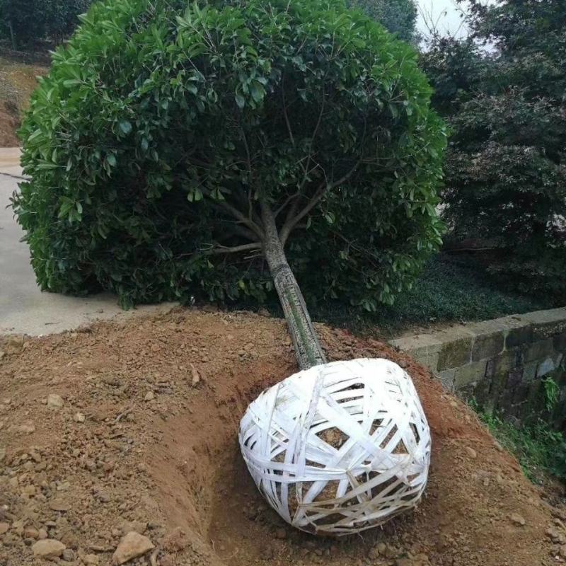桂花树苗桂花苗盆栽室内外庭院花卉绿植金桂丹桂沉香桂四季桂