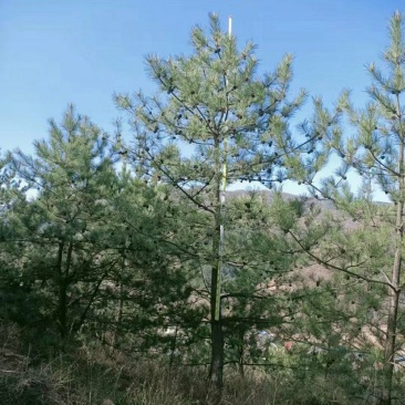 6～6.5米油松