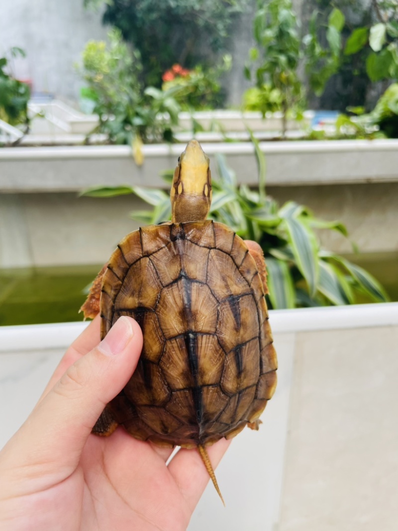 精品纯种海南大黄头母2.5两左右