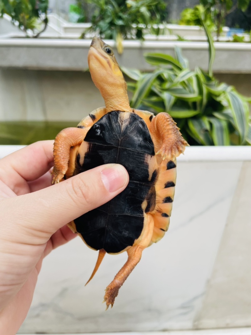 精品纯种海南大黄头母2.5两左右