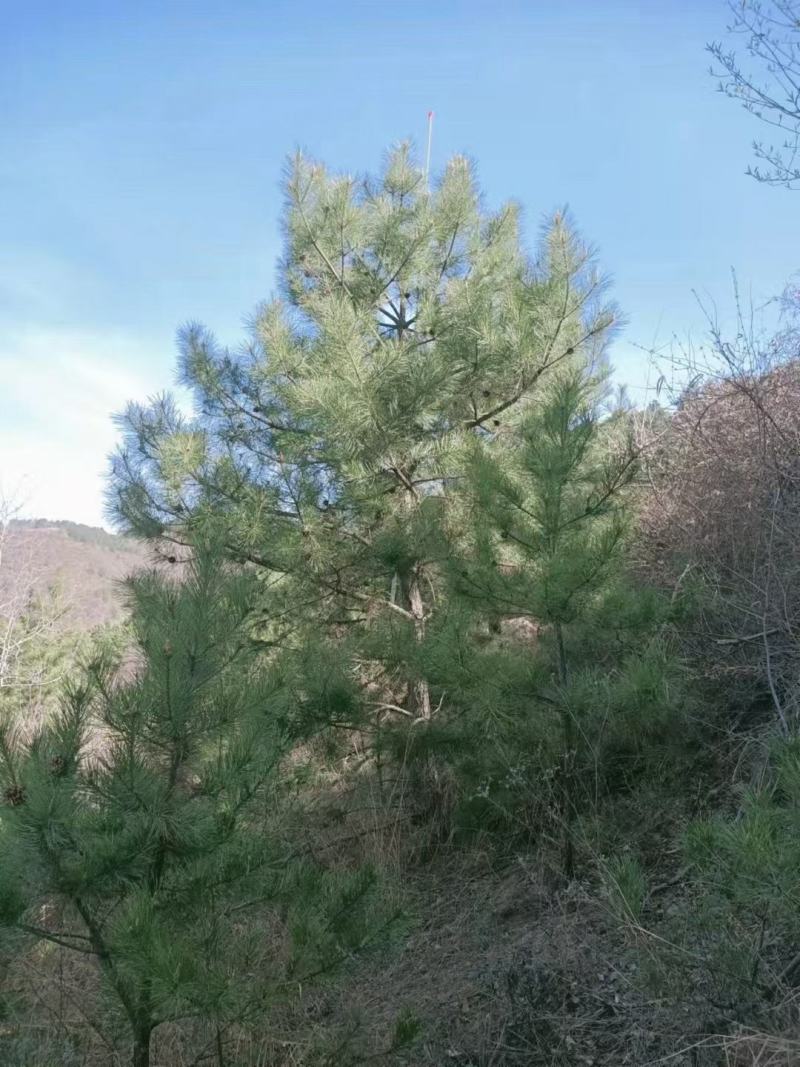 6～6.5米油松