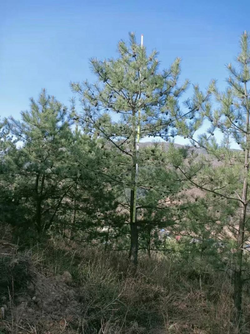6～6.5米油松