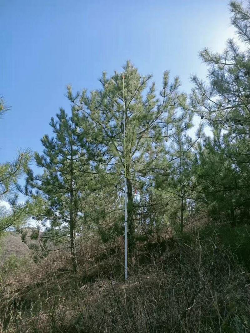 6～6.5米油松