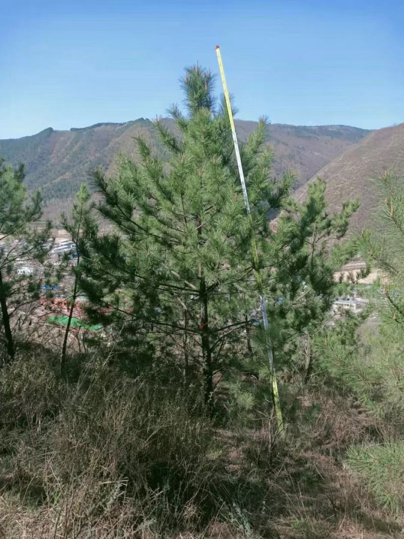 6～6.5米油松
