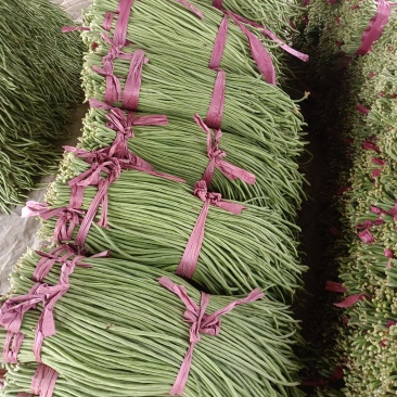 聊城莘县优质冷棚长豆角，产地直销，代收，代发全国好豆角陆