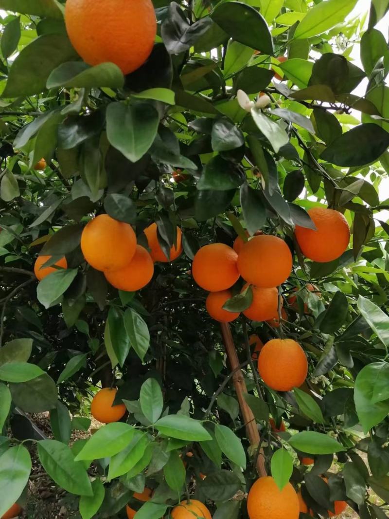 夏橙