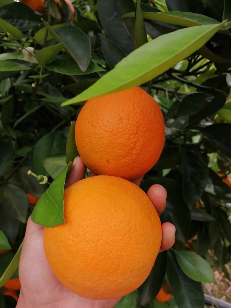 夏橙