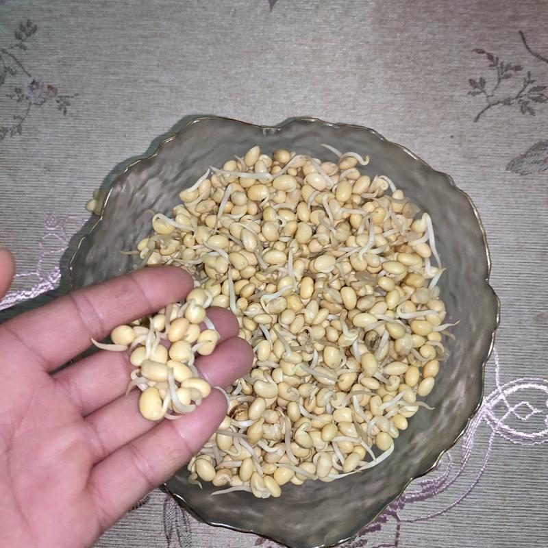 短黄豆芽二芽豆芽仔豆黄豆芽河北绿绿豆芽