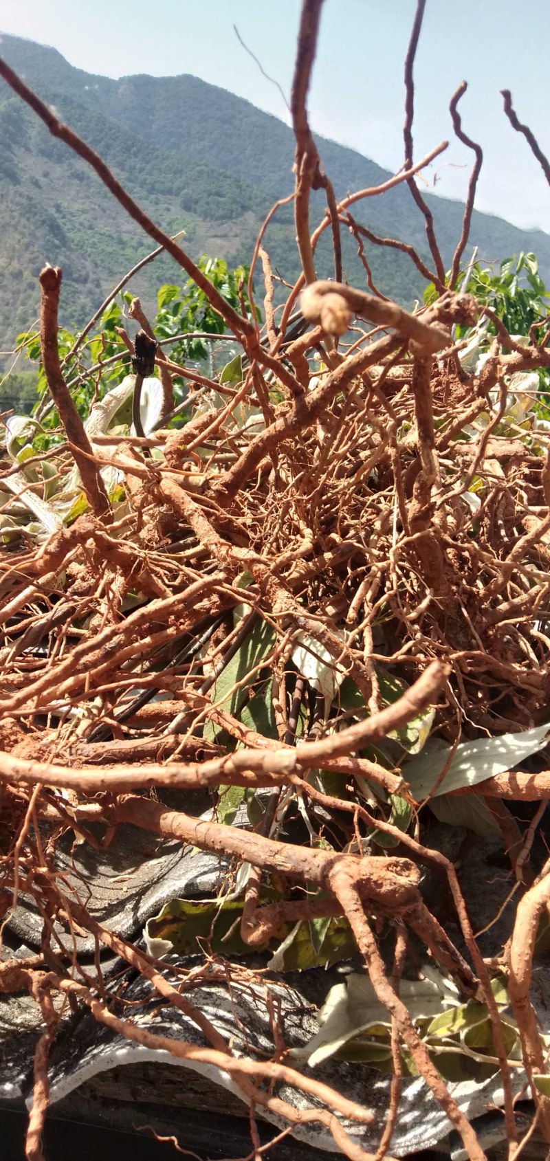 羊耳菊白牛胆白面风白蒋军产地四川凉山野生一手货源