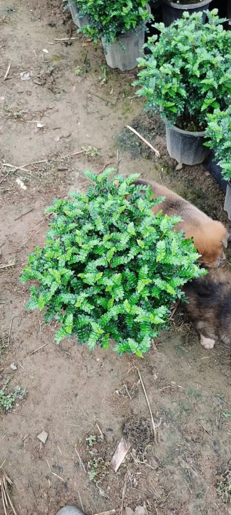 胡椒木25CM高以上工程绿化货