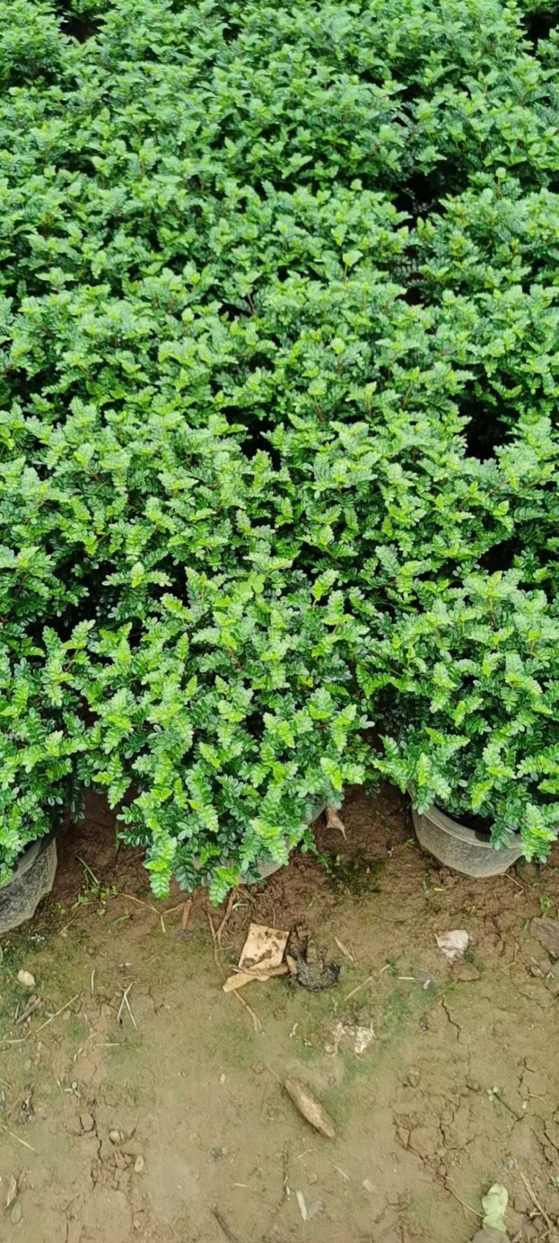 胡椒木25CM高以上工程绿化货