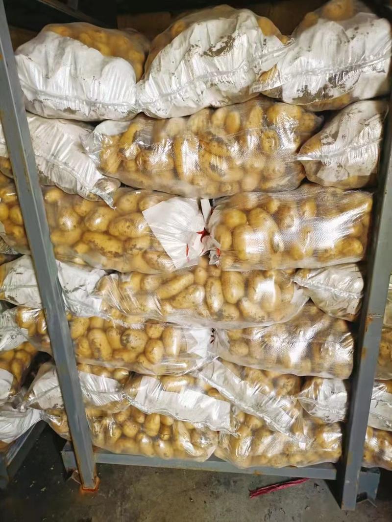 精品荷兰十五土豆基地直供一手货源品质保证诚信经营