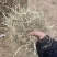 【东北花生秧草】货源充足品质保证可长期合作欢迎来电