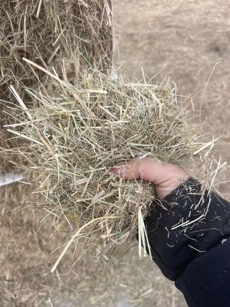 【东北花生秧草】货源充足品质保证可长期合作欢迎来电