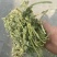 【优选】进口苜蓿草货源充足量大从优品质保证欢迎来电