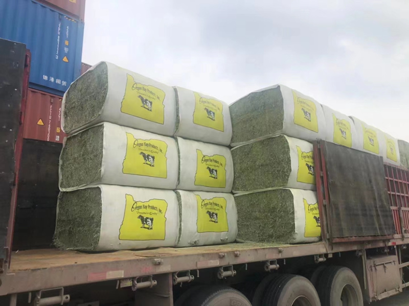 【优选】进口苜蓿草货源充足量大从优品质保证欢迎来电