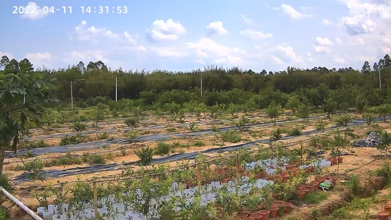 【产地直发】广东香水柠檬现货现发欢迎咨询下单