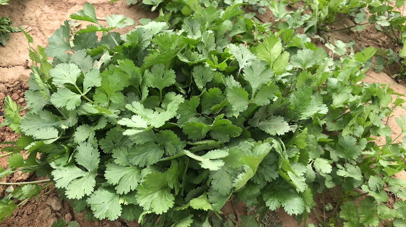 大叶香菜营养成分分析图
