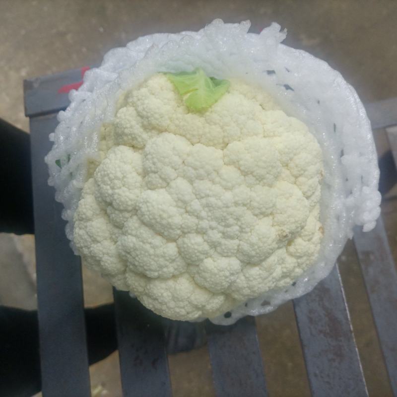 陕西精品菜花便宜了，基地直供！！！！！！！！！！！！！！