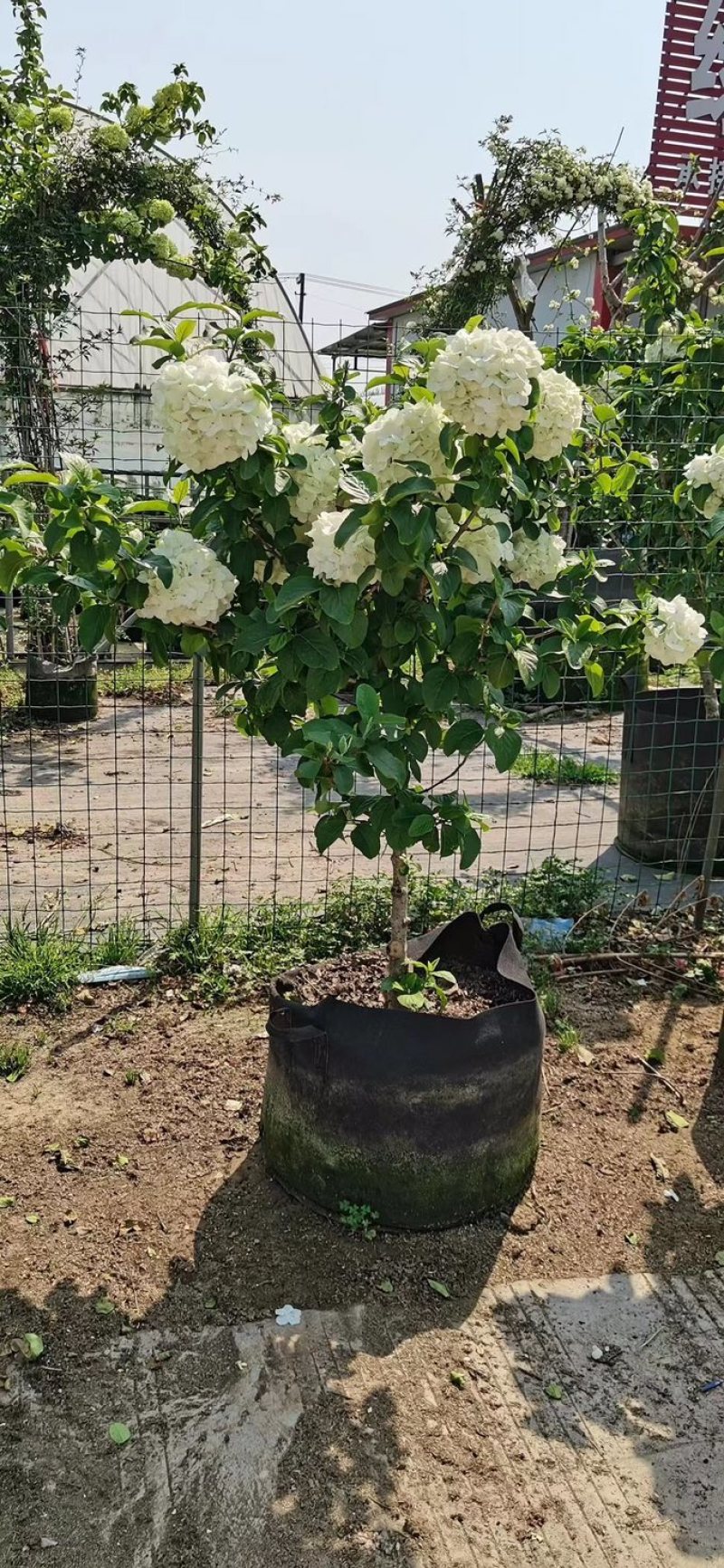 中华木绣球木本绣球树苗中华木绣球白色花朵琼花庭院旁道绿化