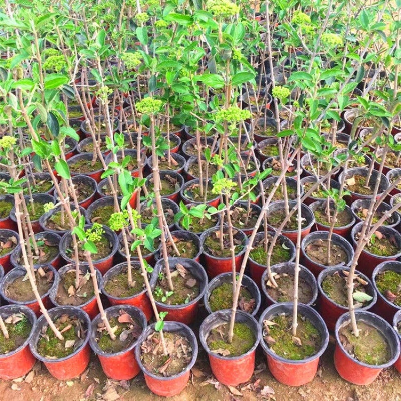中华木绣球木本绣球树苗中华木绣球白色花朵琼花庭院旁道绿化