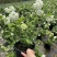 中华木绣球木本绣球树苗中华木绣球白色花朵琼花庭院旁道绿化