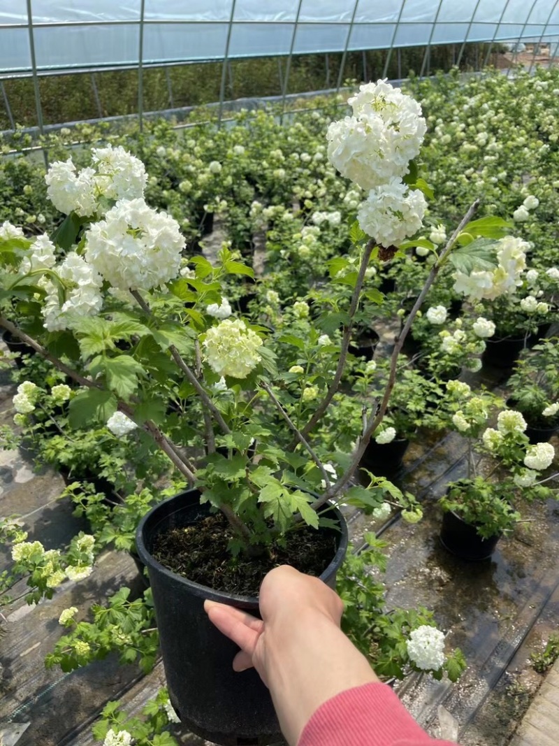 中华木绣球木本绣球树苗中华木绣球白色花朵琼花庭院旁道绿化