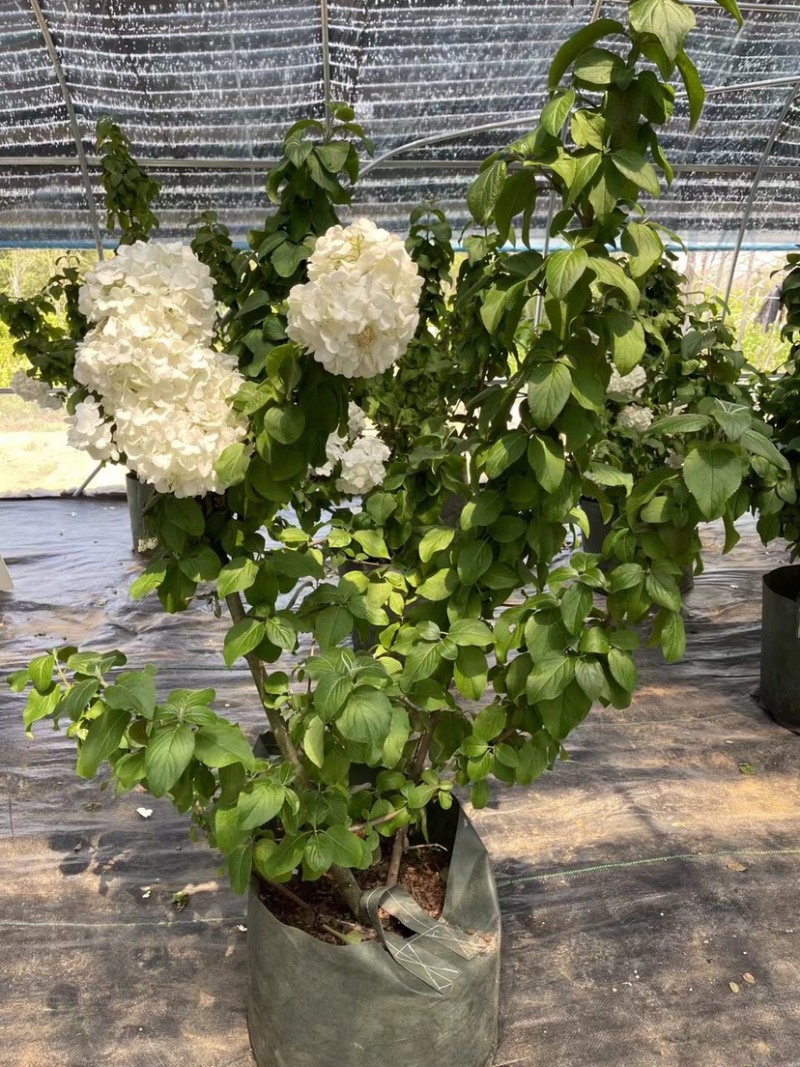 中华木绣球木本绣球树苗中华木绣球白色花朵琼花庭院旁道绿化