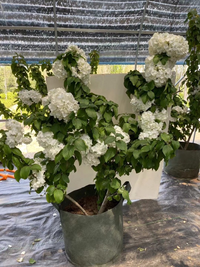 中华木绣球木本绣球树苗中华木绣球白色花朵琼花庭院旁道绿化