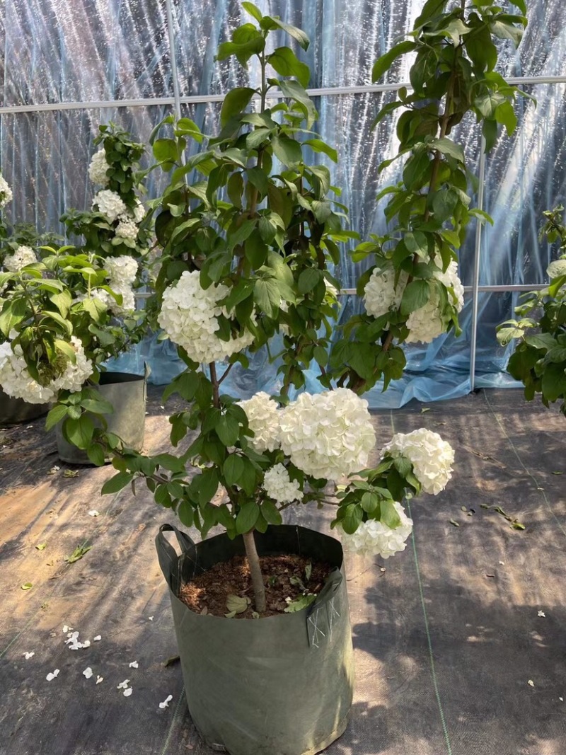 中华木绣球木本绣球树苗中华木绣球白色花朵琼花庭院旁道绿化