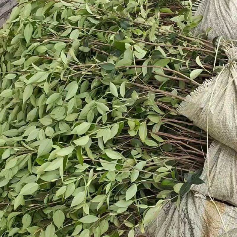 广西良种油茶苗