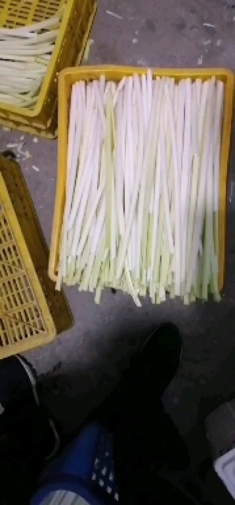 四季经营鲜蒲菜，全国发货，视频装箱，物美价廉鲜嫩可口