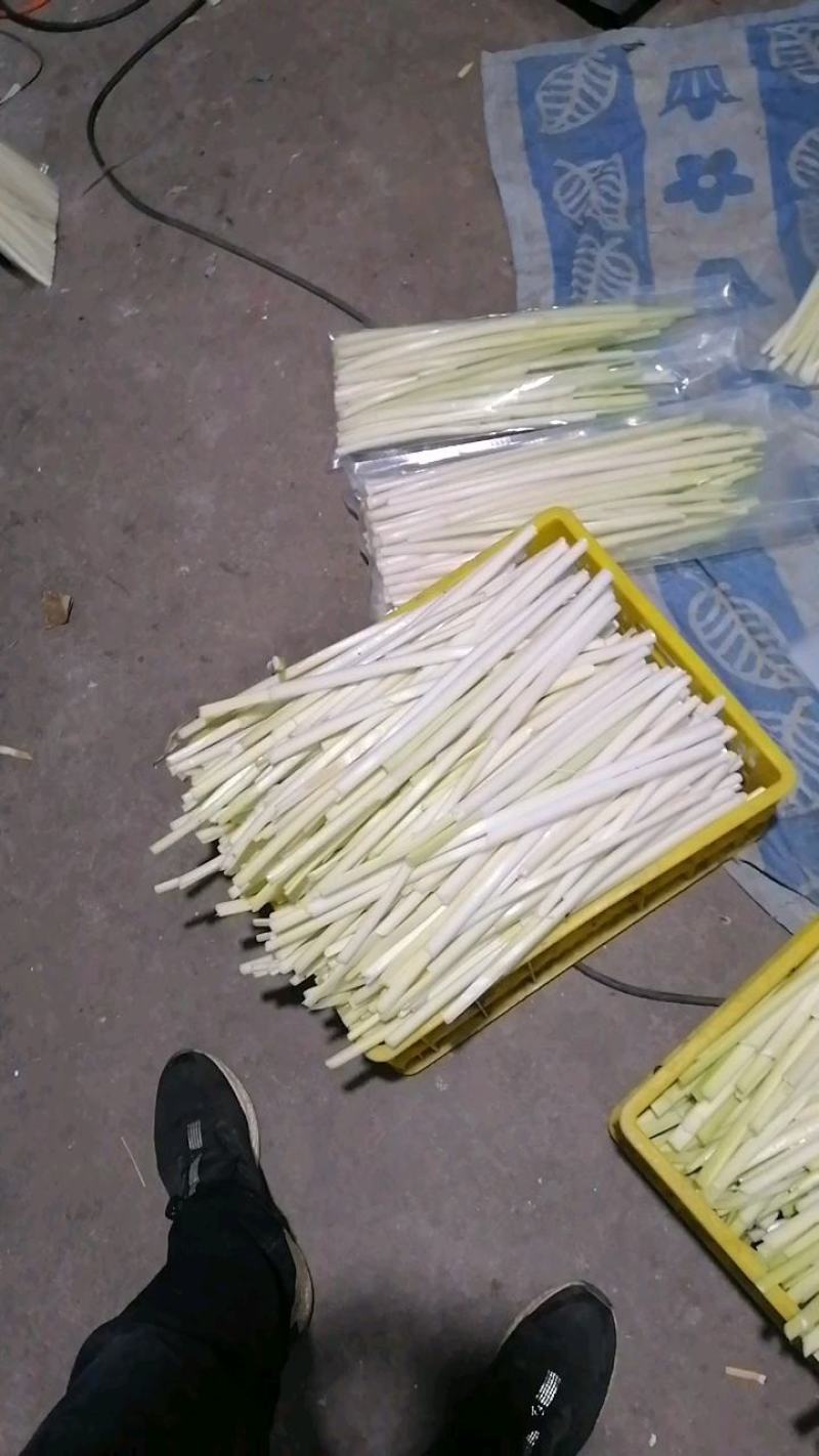 四季经营鲜蒲菜，全国发货，视频装箱，物美价廉鲜嫩可口