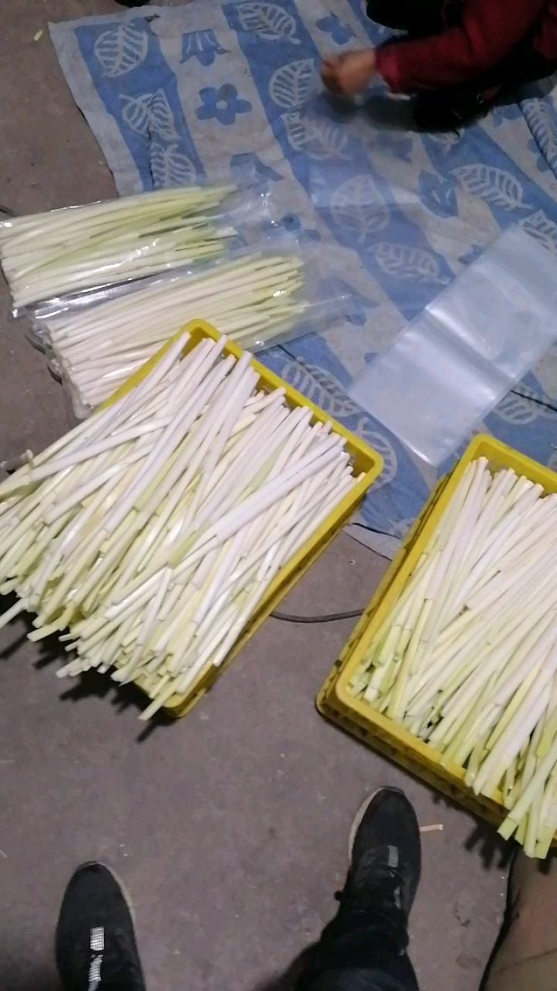 四季经营鲜蒲菜，全国发货，视频装箱，物美价廉鲜嫩可口